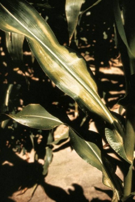 Two yellowish white bands of discoloration along both sides of the midrib on a corn leaf from Zn deficiency